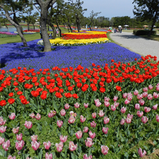 一面のチューリップの様子１