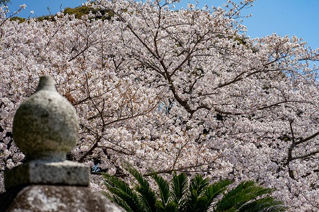 サクラの写真１