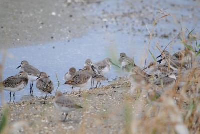 和白干潟のハマシギたちの様子