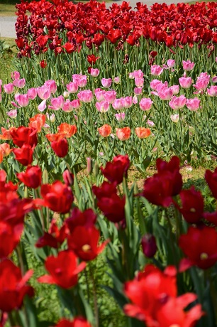 チューリップの写真１