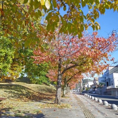 青葉公園の紅葉1