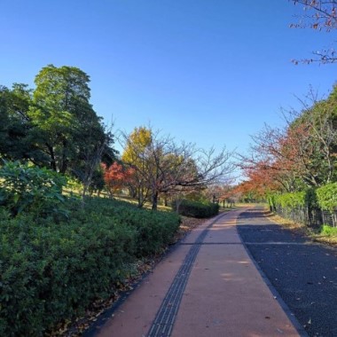 青葉公園の紅葉2