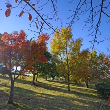 青葉公園の紅葉3