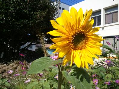 「遅咲きのひまわり」の拡大画像