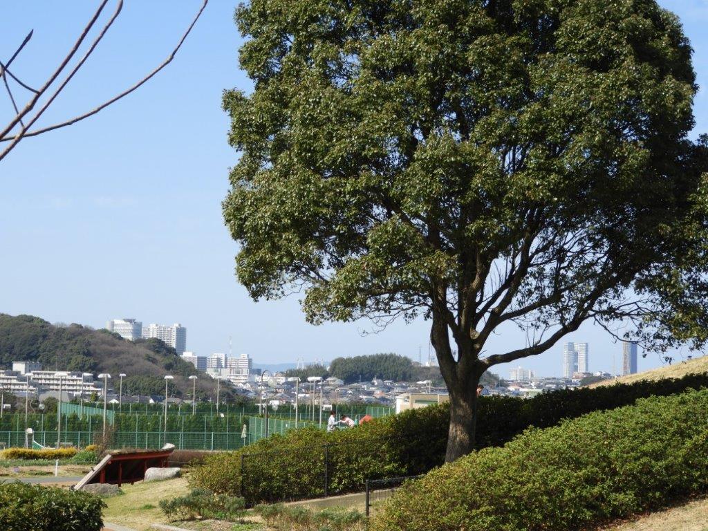 青葉公園の写真1