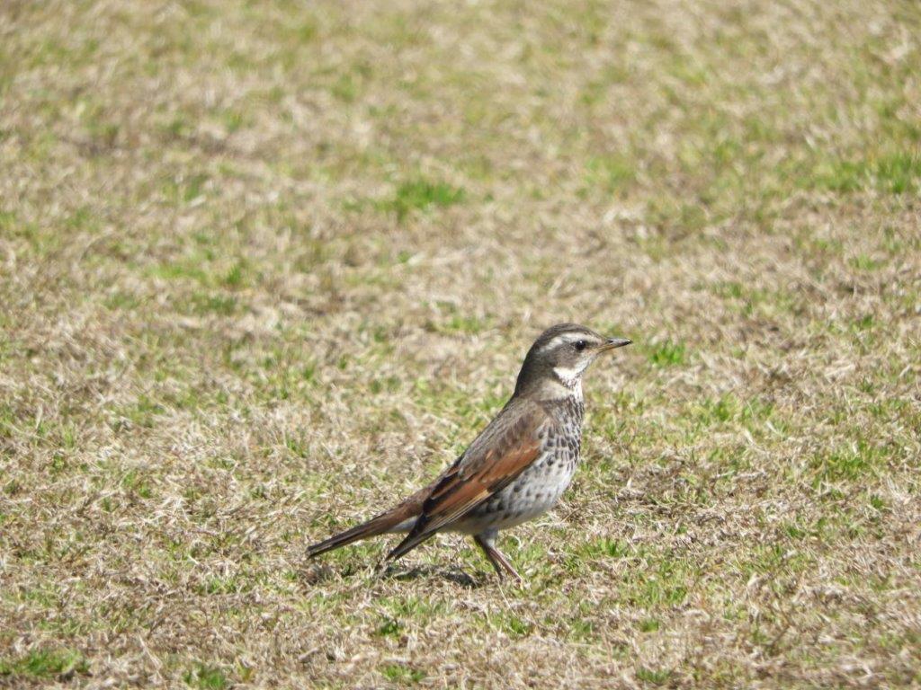 青葉公園の写真5