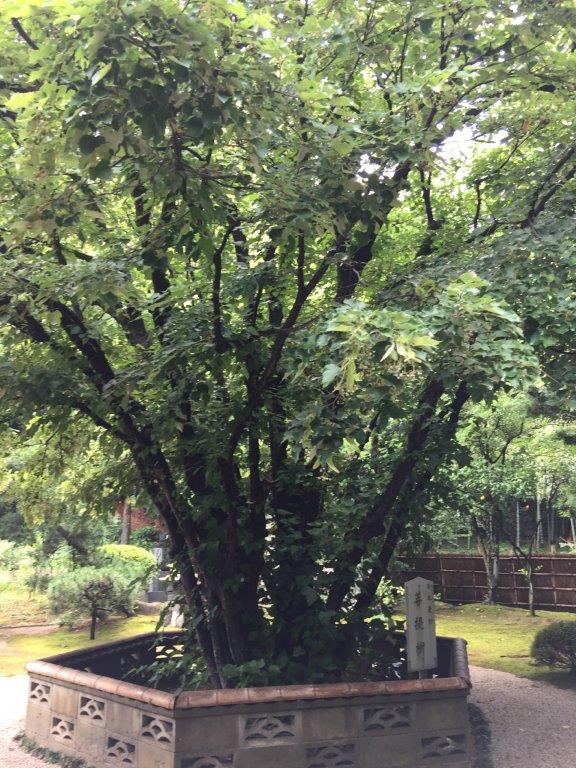 ボダイジュの写真2