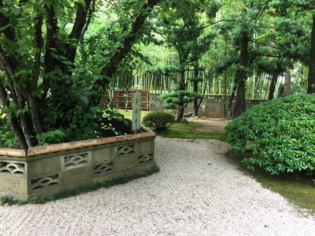 ボダイジュの写真3