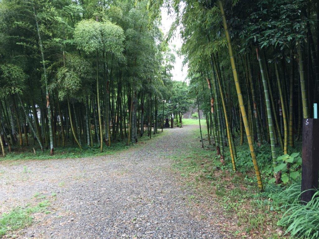 ボダイジュの写真4