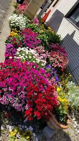 ナデシコなどの写真