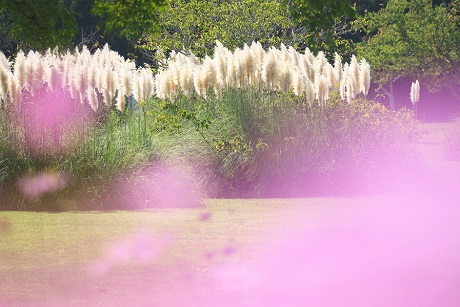 パンパスグラスの写真