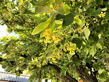 菩提樹の写真２