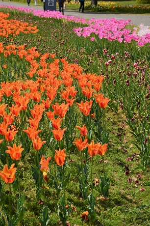 チューリップの写真２