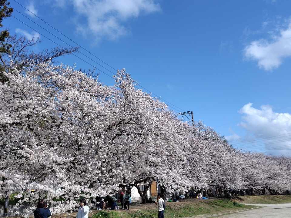 香椎宮の桜