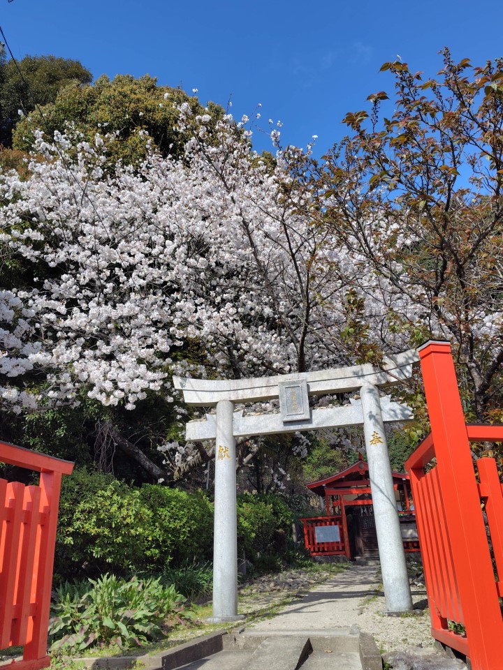 不老水の桜