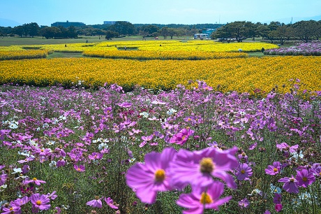 コスモスの写真