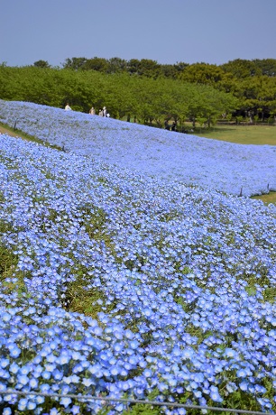 ネモフィラの写真３