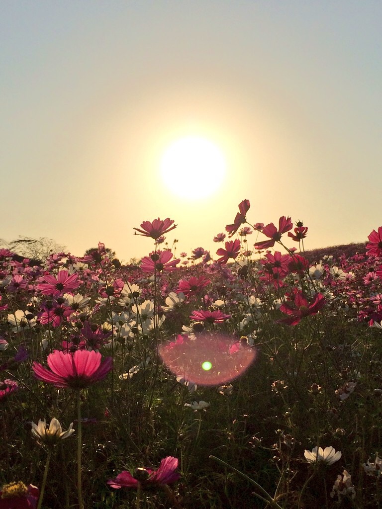 コスモスと夕日の様子