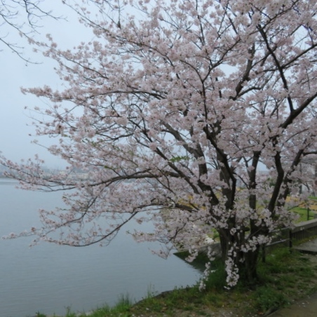 多々良川遊歩道の写真5