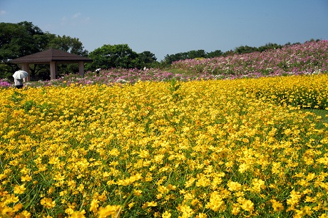 コスモスの写真２