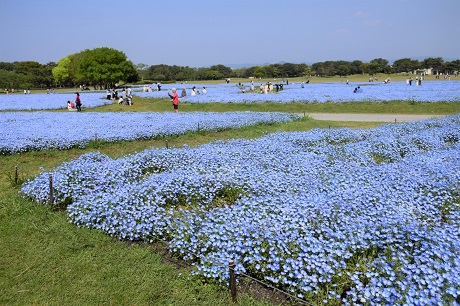 ネモフィラの写真２