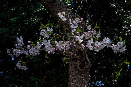 サクラの写真３