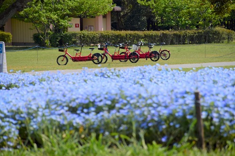 ネモフィラの写真１