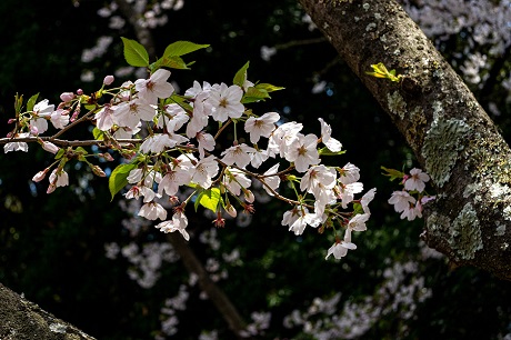 サクラの写真５