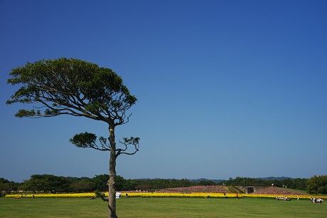 樹木とコスモスの写真