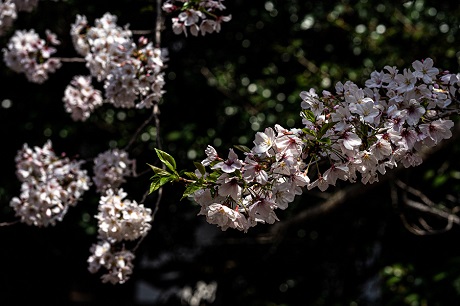 サクラの写真４