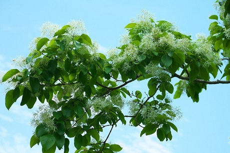 なんじゃもんだの写真