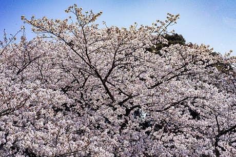 サクラの写真２