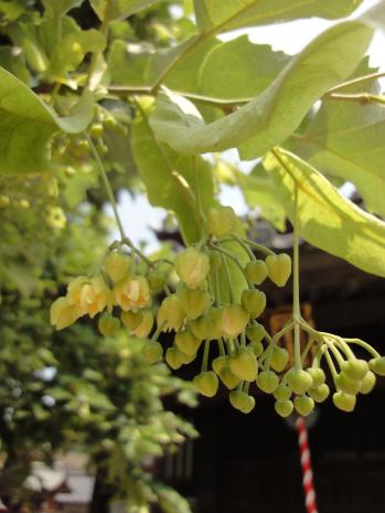 「菩提樹の花」の拡大画像