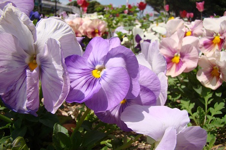 区役所花壇の写真