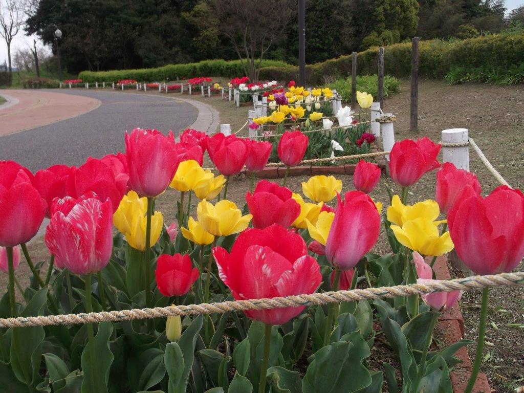 青葉公園に咲くチューリップ