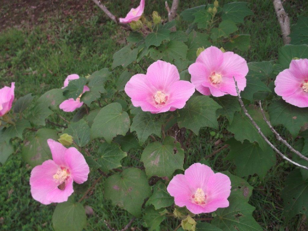 青葉公園の芙蓉の写真2