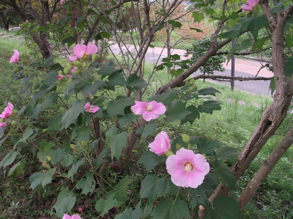 青葉公園の芙蓉の写真3