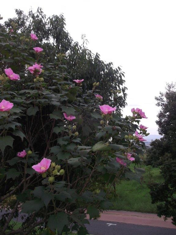 青葉公園の芙蓉の写真4