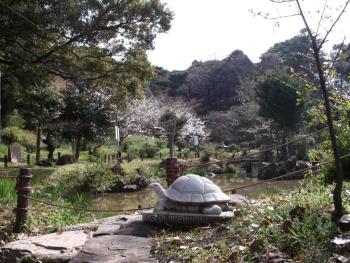 香椎宮の桜の写真2