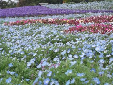 「海の中道海浜公園」の拡大画像１