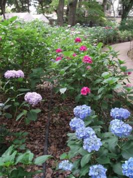 あじさい苑の紫陽花の様子１