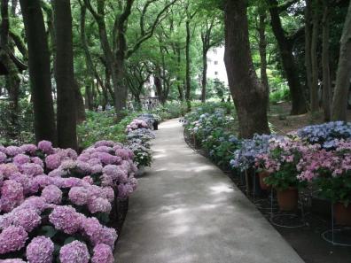 あじさい苑の紫陽花の様子２