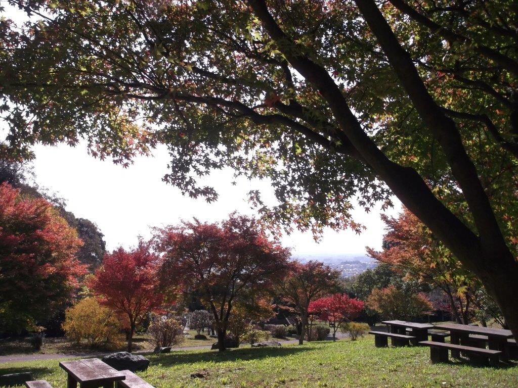 青葉の杜公園の紅葉の様子２