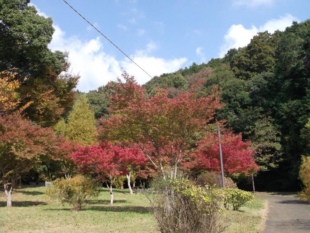 青葉の杜公園の紅葉の様子３