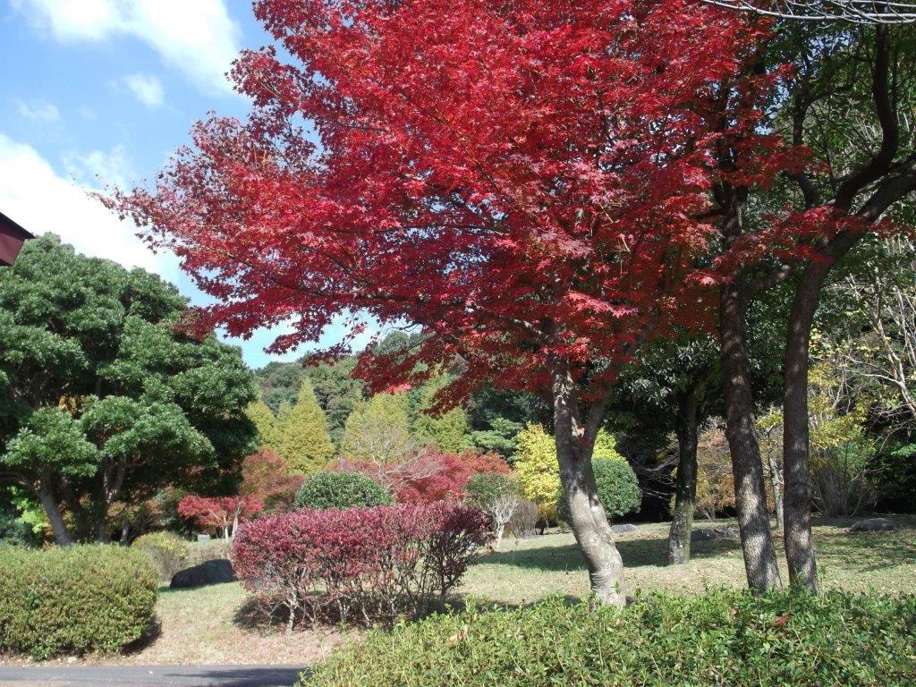青葉の杜公園の紅葉の様子１