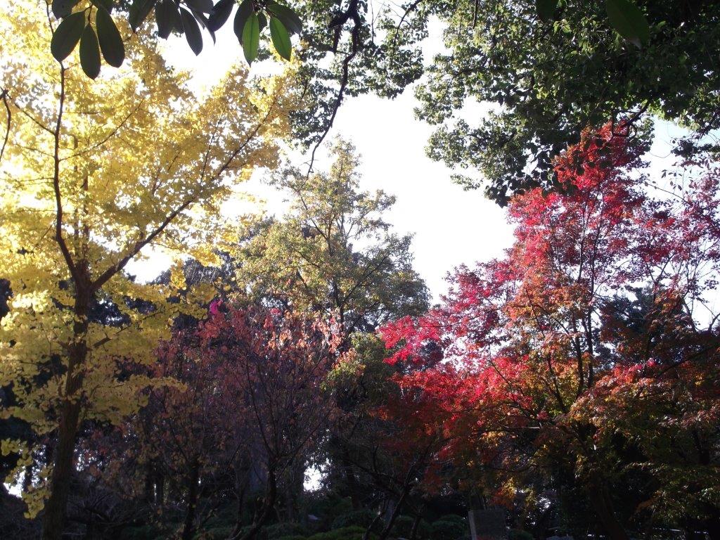 香椎宮の色づいた木々の様子３