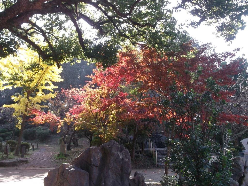 香椎宮の色づいた木々の様子４