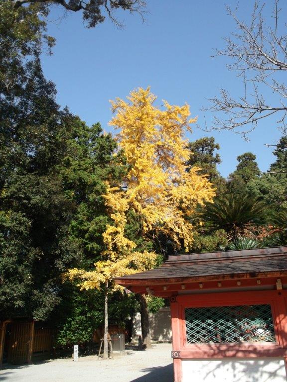 香椎宮の色づいた木々の様子１