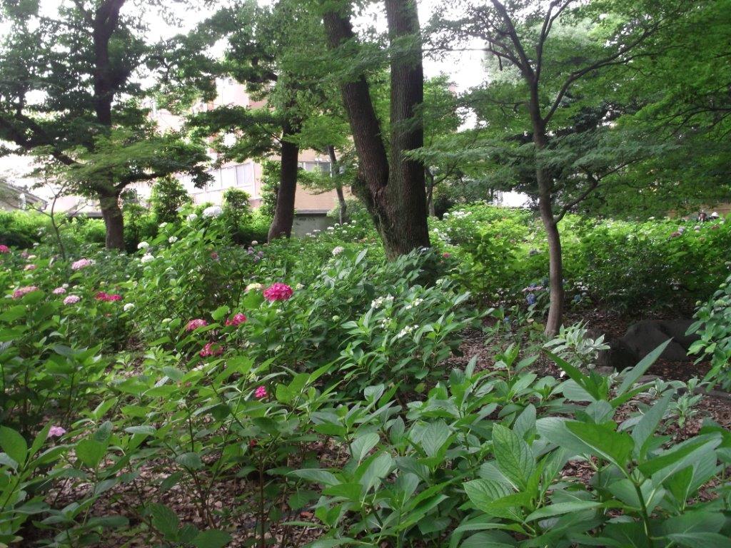 あじさいの写真１