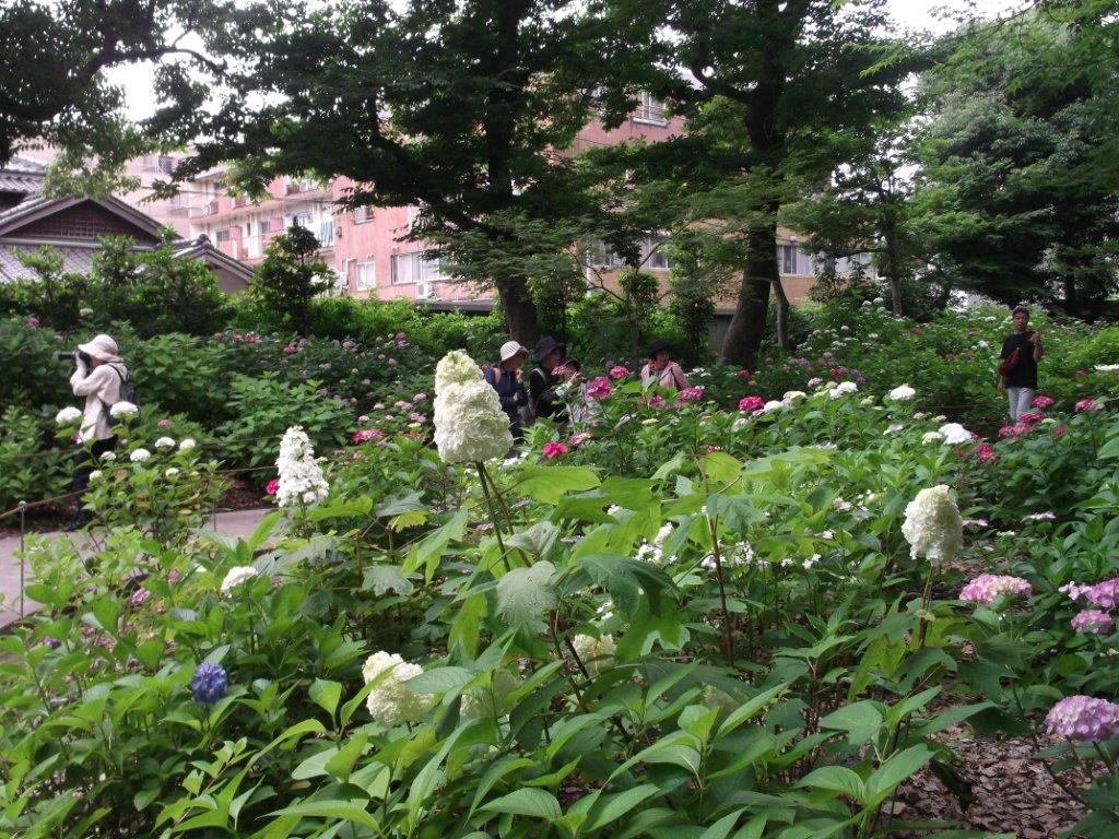 あじさいの写真２